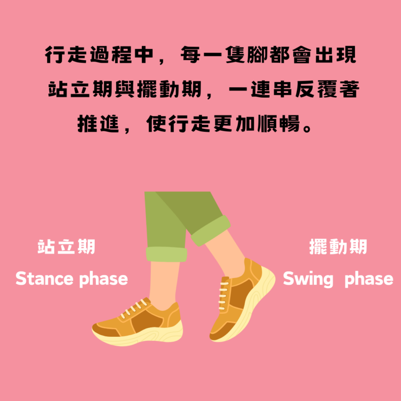 行走的站立期與擺動期