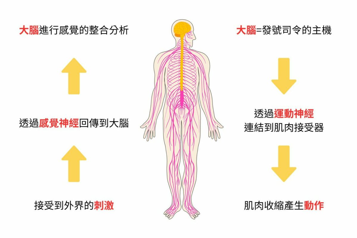 中風後,感覺和運動神經回饋機制